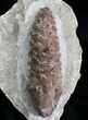 D, Oligocene Aged Fossil Pine Cone - Germany #22504-3